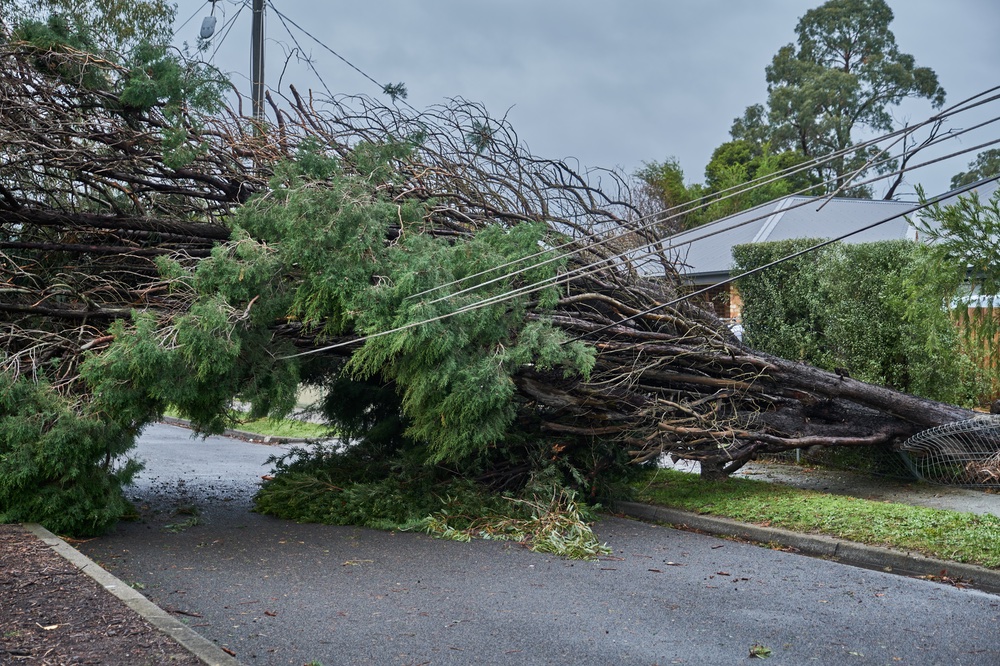 fallen tree on power cables after storm  