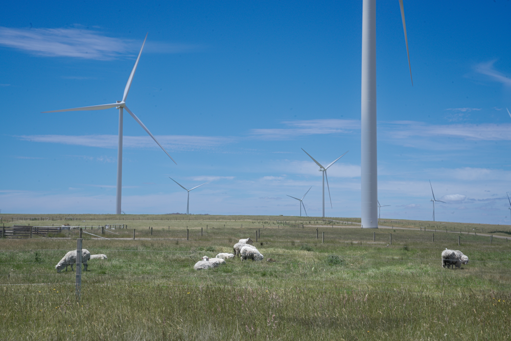 Windfarm with sheep grazing in a paddock  