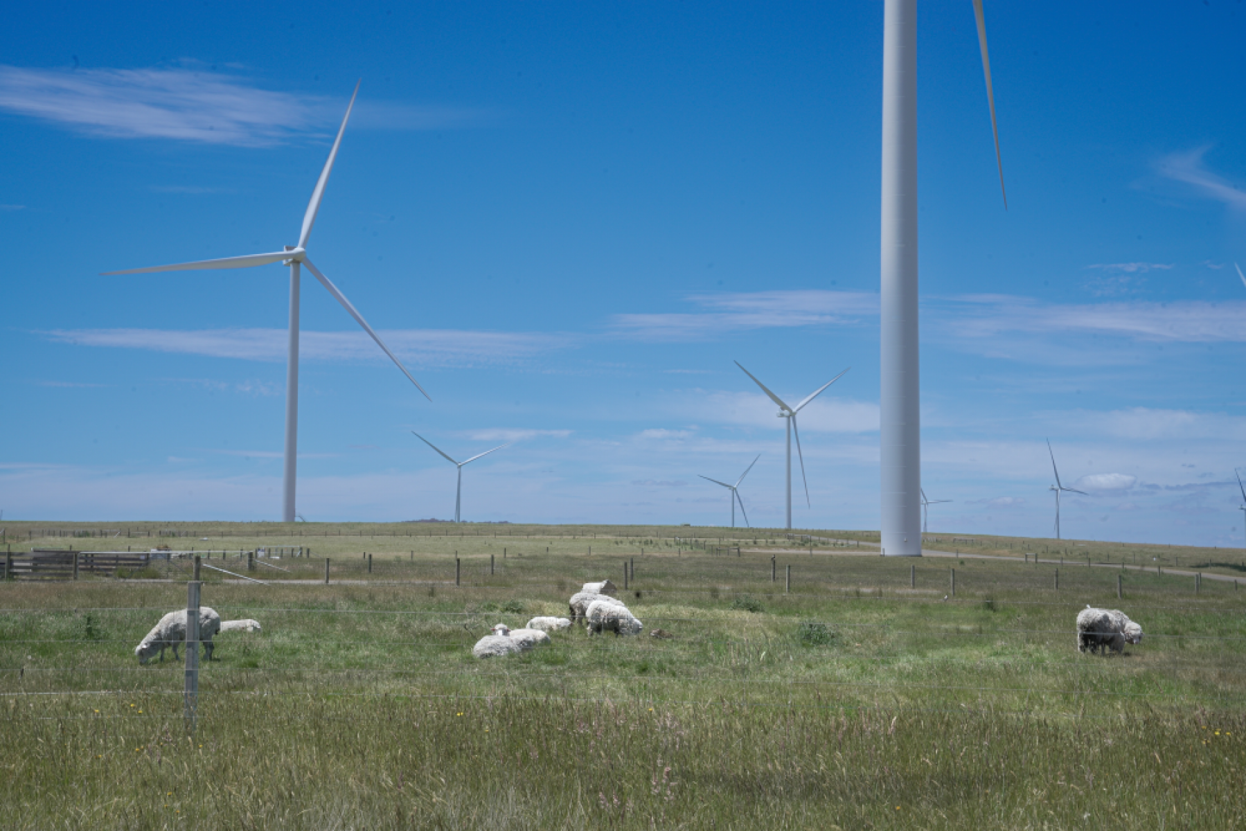 Windfarm with sheep grazing in a paddock