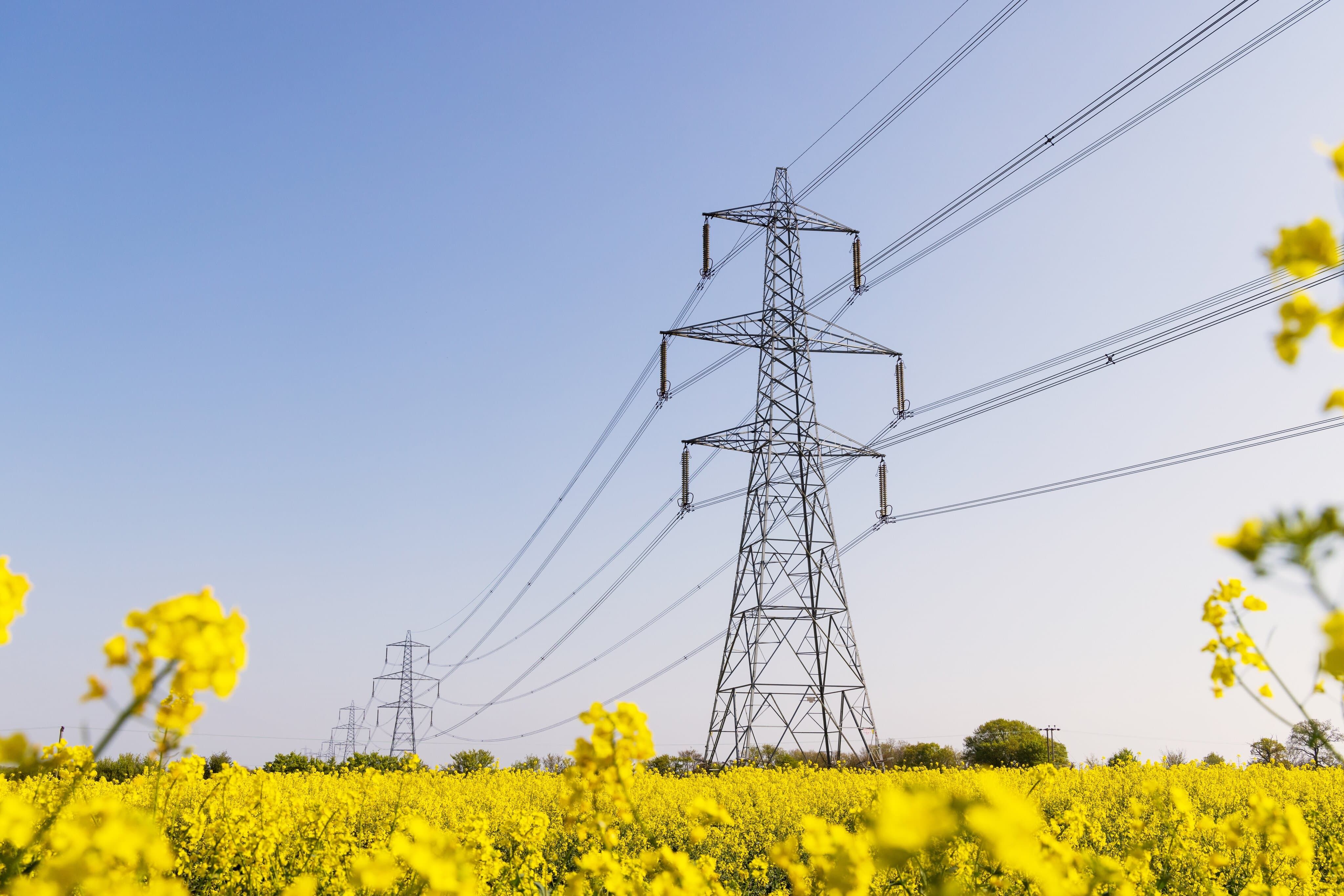 Transmission lines in the field. Yellow plants underneath  